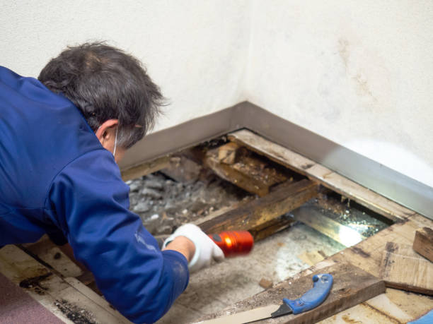 Mold Removal Process in Cave Junction, OR