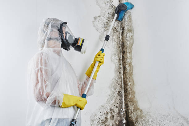 Best Office Mold Removal Services  in Cave Junction, OR