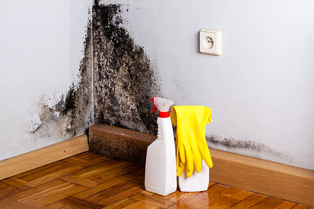 Best Toxic Mold Removal  in Cave Junction, OR